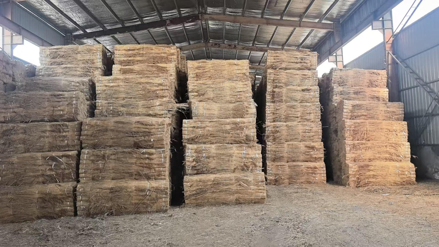 Company water reed bundles stored for Dutch rieten dak projects