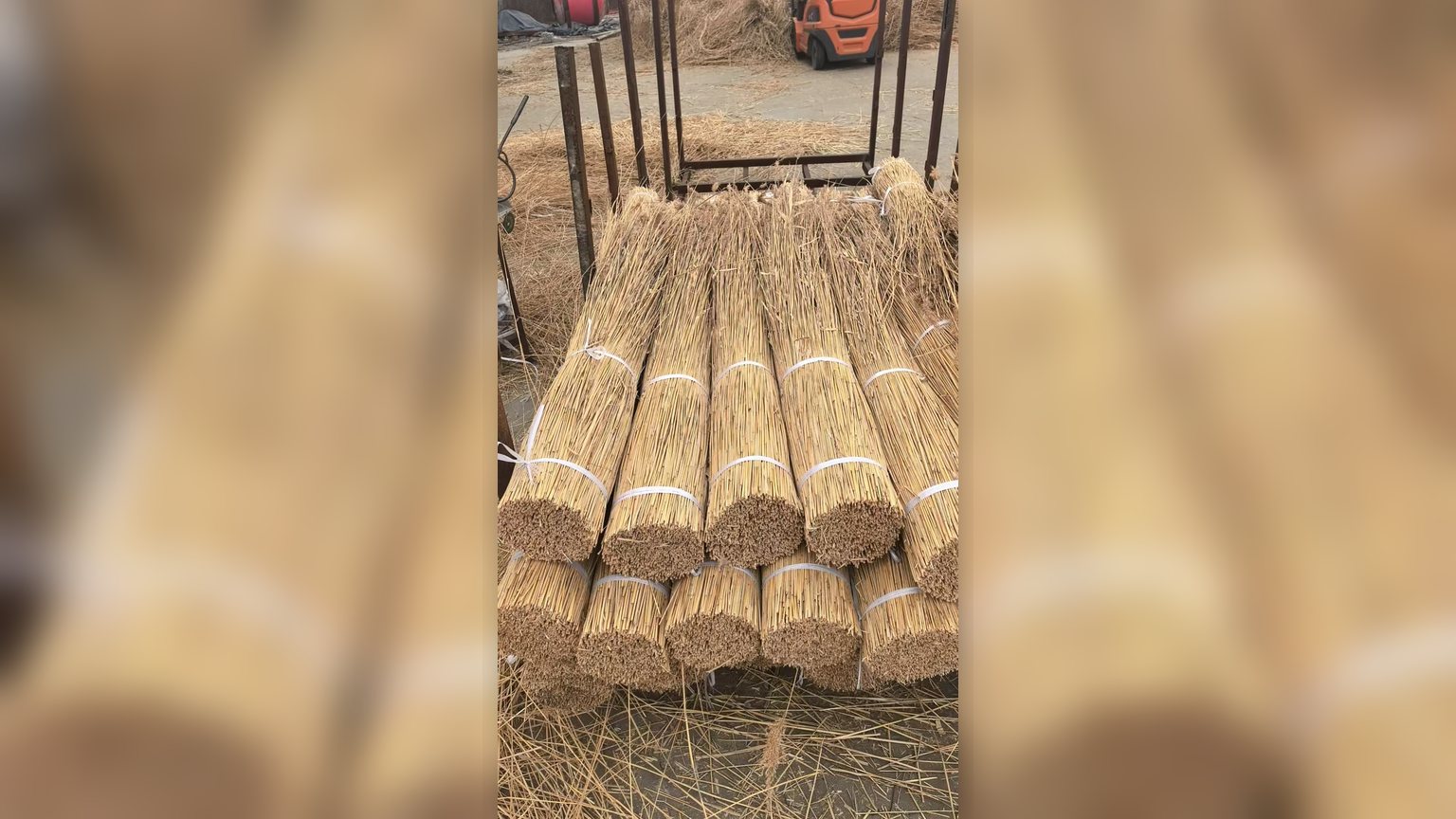 Measured reed bundles stacked for export
