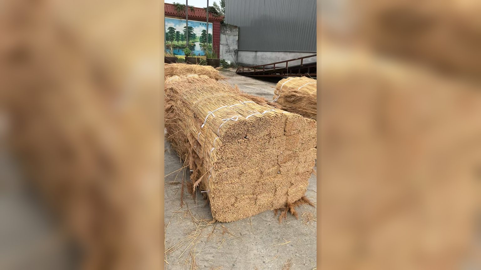 Renewable reed used for sustainable building