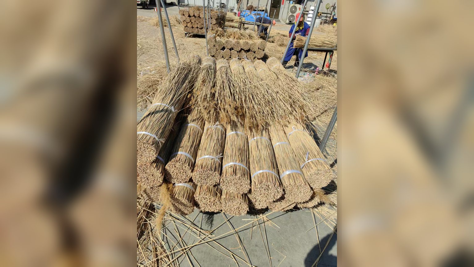 Water reed and straw thatching materials laid out for comparison