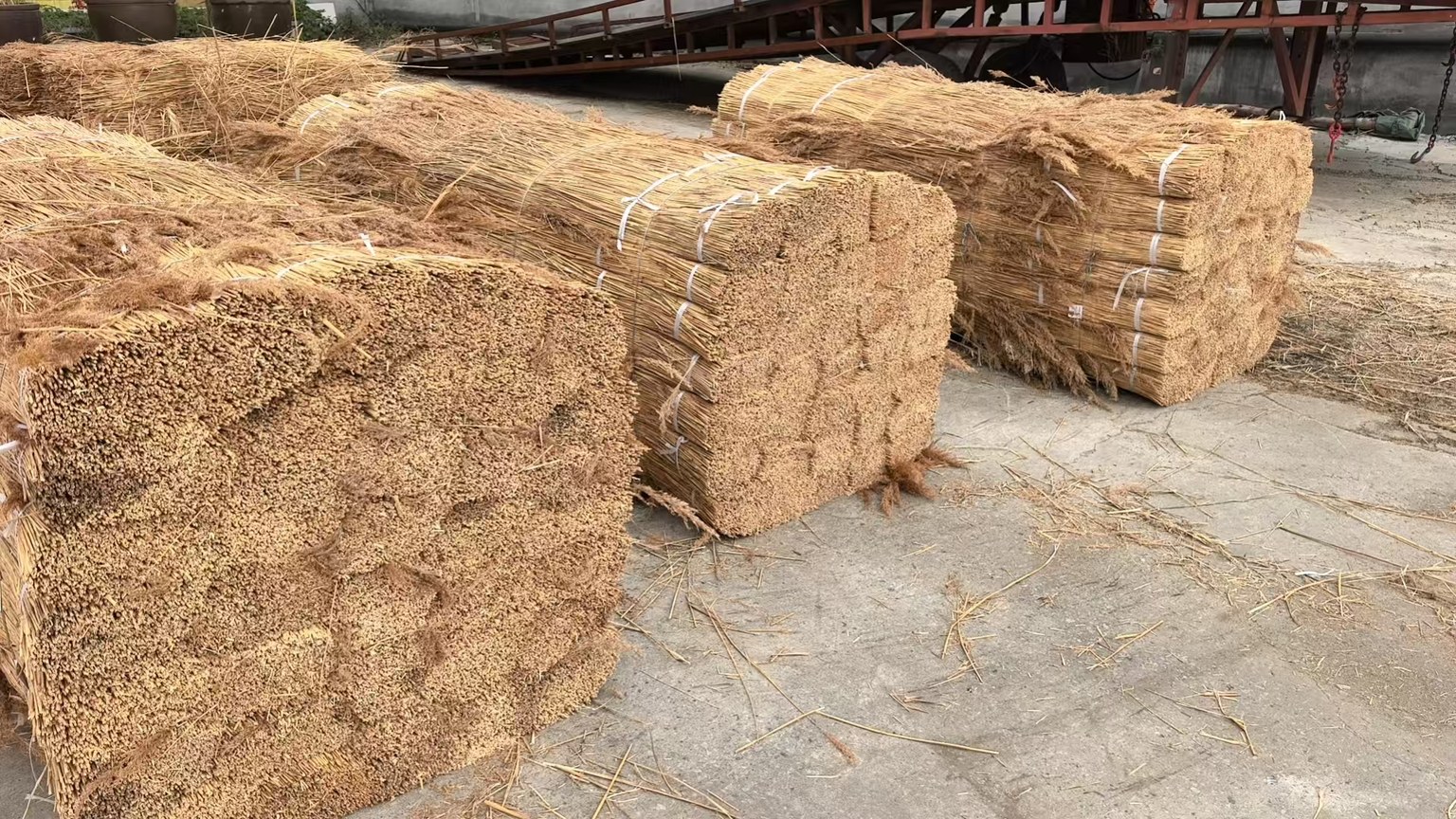 Water reed bundles photographed at the company yard